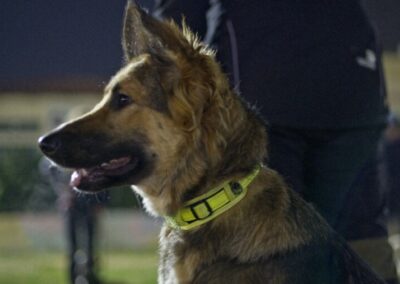 Dog training
